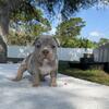 American bully’s American bullies American bully American bullys Bullies Bully Puppies Bully Puppy 