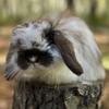 American Fuzzy Lop