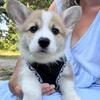  Welsh Corgi puppies Available 9897630132