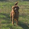 AKC Golden Retriever Stud - OFA & Genetically tested 