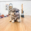 Pomeranian Puppy Female 