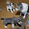 AKC Registered Rare Blue/ Silver Female Beagle Puppy