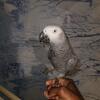 African grey 