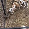 american bully english bulldog mixes