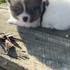 Cute Pomeranian for sale 