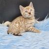 SOLD TICA Seal Mink Bengal Male