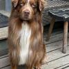 AKC Red tri Australian shepherd STUD