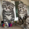 Scottish Fold stud service 