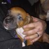 pit mix babies need homes