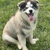 Pomsky Puppies for Adoption