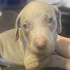 AKC Weimaraner Puppies