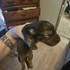 Ckc mini dachshund pups