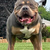 XL SIZE AMERICAN BULLY STUD -  BLUE TRI, ABKC/UKC REGISTERED & EMBARKED 