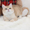 Golden chinchilla British shorthair girls
