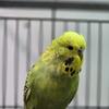 English Budgies Show Quality (Banded)