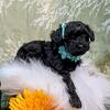 Tiny Yorkipoo female / Clover 