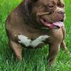Abkc registered American bully stud