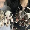 AKC English Bulldog Puppies 