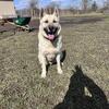 German shepherd/ Akita mix
