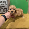 F1 Miniature (Mini) Goldendoodle puppies- Ready at this time. $1500 - $1,800