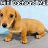 Mini Dachsund Female / Male Puppy 
