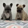 Female French bulldog 