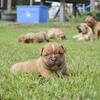 Olde English Bulldogge Puppies