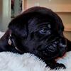 Cane CORSO Female 