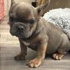French bulldog available 