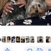 One year old female yorkie for sale 