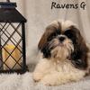 Shih tzu Female a Real Lovebug!