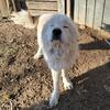 Great Pyrenees Male 3 yrs old