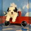 Reese Male ACA Shihtzu