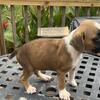 Boxer puppies 
