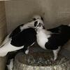 Pigeons 