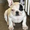 French Bulldogs
