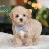 Nevin Male Maltipoo