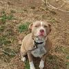 Sweet Purebred Female Pitbull – Great With Kids