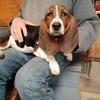 Basset Hound Puppies for rehoming