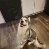 Looking for a new forever home, Meet Everest, a 2 year old siberian husky 
