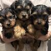 Male Yorkie Pups