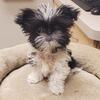 True Teacup Shih Tzus