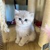 British Shorthair Kitten