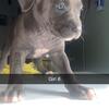 Cane corso mix Pit bull 