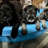 Miniature Schnauzer Puppies AKC registered