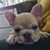 French bulldog puppies