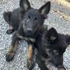 Long Hair German Shepherd Puppies 