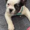 Fluffy French bulldogs Ready to leave my home and join yours 
