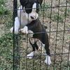 Akc boxer puppies