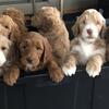 Goldendoodle minis f1b